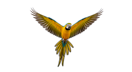 Blue and Yellow Parrot Flying Isolated Tropical Bird Exotic Wildlife