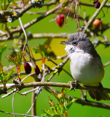 A beautiful little gray bird in a bush watches and sings a love song to its girl.