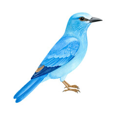 Obraz premium Blue bird, Watercolor hand painted illustration isolated on white background. Roller, Coracias garrulus