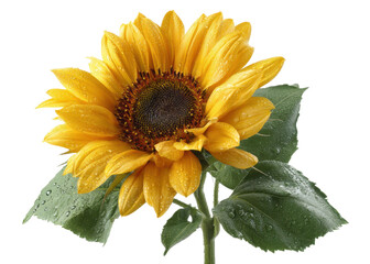 Naklejka premium Sunflower with water droplets on petals and leaves, isolated on transparent background. Nature, Growth, Summer.