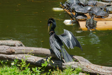Anhinga Bird Drying Its Wings Near a Pond With Turtles Resting behind. Black and white Anhinga bird spreads its wings to dry while positioned. Plastic fishing lure stuck on its left side. Near a pond 