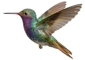 Fototapeta premium Iridescent green and purple hummingbird flying, isolated on transparent background. Nature, wildlife, animal.