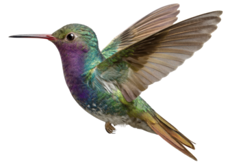 Iridescent green and purple hummingbird flying, isolated on transparent background. Nature, wildlife, animal.