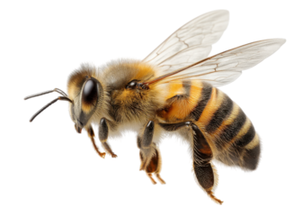 Honey bee flying with wings spread, isolated on transparent background, insect, nature, environment
