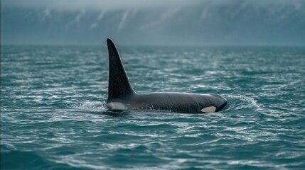 Fototapeta premium Orca dorsal fin above clean water