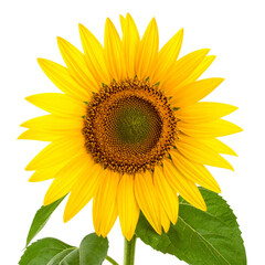 Obraz premium Sunflower, Generated image