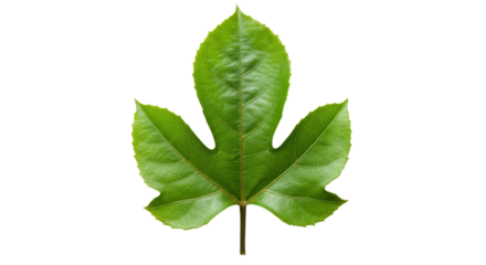 Green three lobed leaf isolated on white background