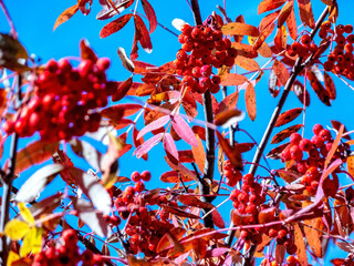 clusters of red autumn mountain ash