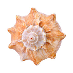 shell, Generated image