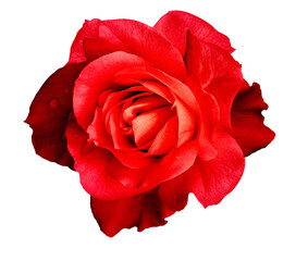 Red  rose  flower  on  a white isolated background with clipping path.  Closeup. For design. Studio shot.  Nature.