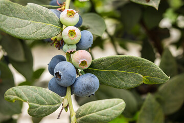 Blueberries planted in greenhouse tunnels
