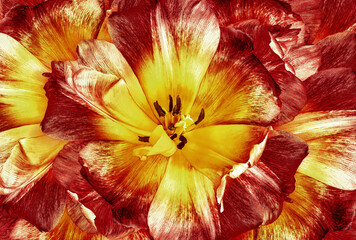 Tulip flower.  Floral background.  Close-up. Nature.