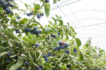 Blueberries planted in greenhouse tunnels