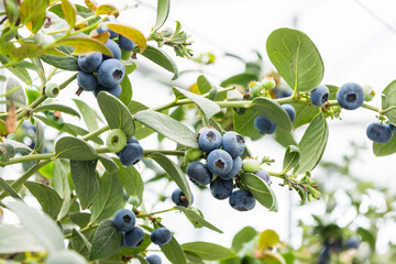 Blueberries planted in greenhouse tunnels