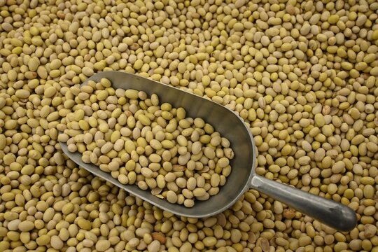 Peruan (Peruvian) beans (frijol peruano), full frame.