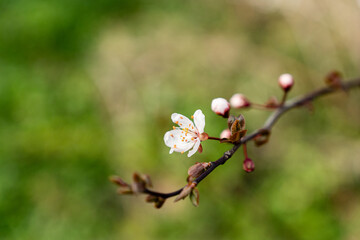 White cherry flowers on spring time close up photo of white blossoming cherry tree branch. White flowers of the cherry blossoms on a spring day.