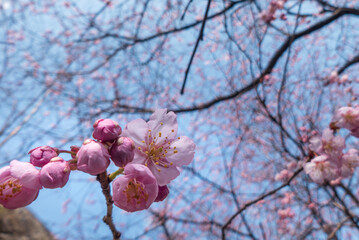 抜けるような青空にピンク色の美しい早咲き桜　ハツミヨザクラ　滋賀県大津市皇子が丘公園