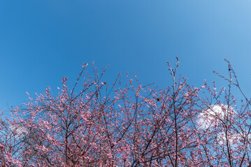 抜けるような青空にピンク色の美しい早咲き桜　ハツミヨザクラ　滋賀県大津市皇子が丘公園