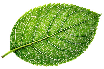 a single green leaf with intricate veins and texture, isolated on a white background PNG