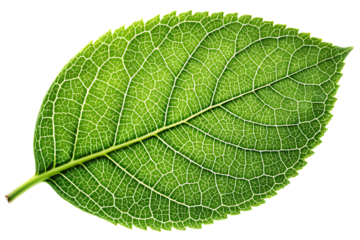 a single green leaf with intricate veins and texture, isolated on a white background PNG