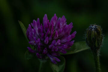 Lila Blume 