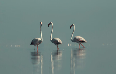 African wild birds. A flock of great flamingos on the blue lagoon against the bright sky