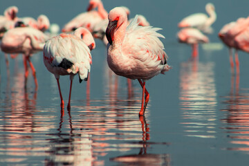 A flock of pink flamingos standing by a serene lake under a clear blue sky. A beautiful scene of nature, perfect for ecology, wildlife, and travel-related projects.