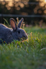 Kaninchen im Sonnenuntergang 