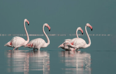 African wild birds. A flock of great flamingos on the blue lagoon against the bright sky