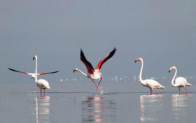 African wild birds. A flock of great flamingos on the blue lagoon against the bright sky