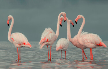 African wild birds. A flock of great flamingos on the blue lagoon against the bright sky