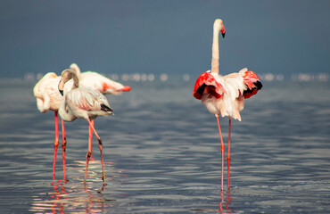 Wild African birds. Flock of pink flamingos in  a blue  water reflection on a summer day