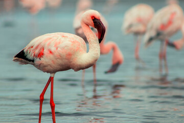 A flock of pink flamingos standing by a serene lake under a clear blue sky. A beautiful scene of nature, perfect for ecology, wildlife, and travel-related projects.