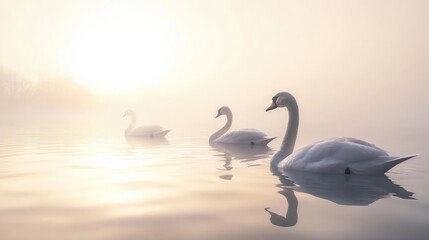 Fototapeta premium Serene Swans at Sunrise: A Misty Morning on the Lake