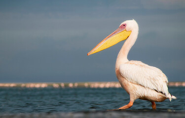 African wild birds. A lone Great pelican on a blue lagoon on a sunny day