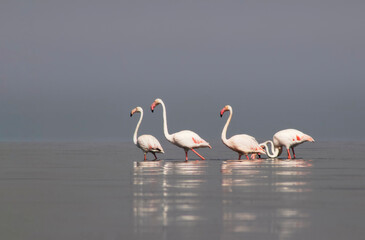 African wild birds. A flock of great flamingos on the blue lagoon against the bright sky