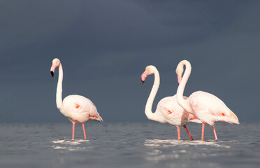 Wild African birds. Flock of pink flamingos in  a blue  water reflection on a summer day