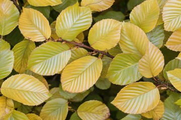 Naklejka premium Autumn leaves, close-up