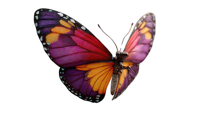 Fototapeta premium Butterfly in Full Bloom: A stunning macro shot captures the intricate beauty of a vibrantly colored butterfly, showcasing its delicate wings, rich hues, and the natural world's exquisite details.
