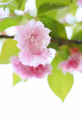 満開の八重桜（関山）のクローズアップ　白背景