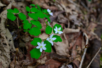 Rue Anemone Wiidflowers in Cloudland Canyon State Park, near Rising Fawn, Georgia.