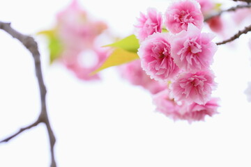 満開の八重桜（普賢象）のクローズアップ　白背景