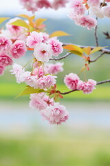 天龍峡八重桜街道の満開の八重桜（普賢象）