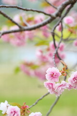 天龍峡八重桜街道の満開の八重桜（普賢象）