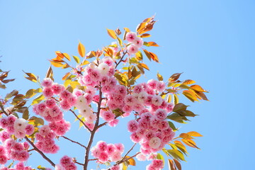 青空に映える満開の八重桜　青空背景
