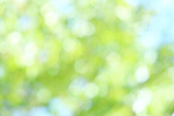 山桜の若葉のアウトフォーカス