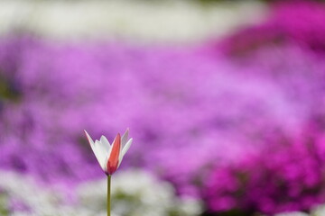 チューリップの花一輪