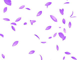 purple flower petal floating falling dancing isolated on transparent png