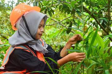 Young Asian woman farmer checking industrial scale durian plantation © Ayudia
