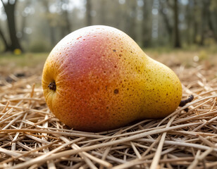 pear tree lying on straw background in soft sunlight in garden